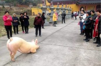 Chú lợn bỏ trốn tới trước cửa chùa, quỳ gối xin tha mạng, không chịu đứng lên