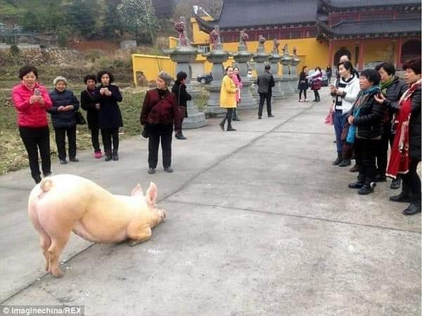 Chú lợn bỏ trốn tới trước cửa chùa, quỳ gối xin tha mạng, không chịu đứng lên